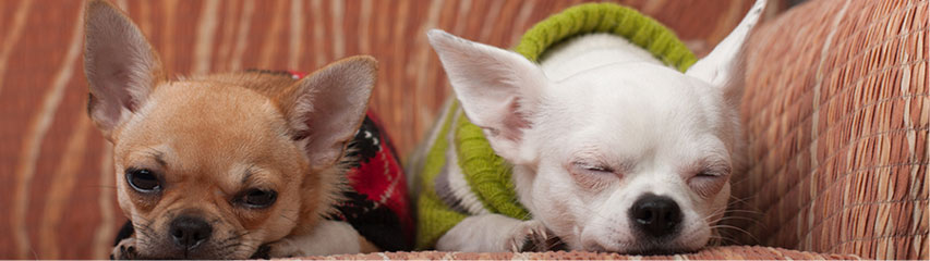 xs dog jumper