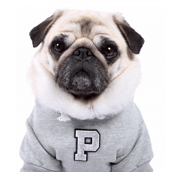 Personalised Grey Patch Dog Hoodie